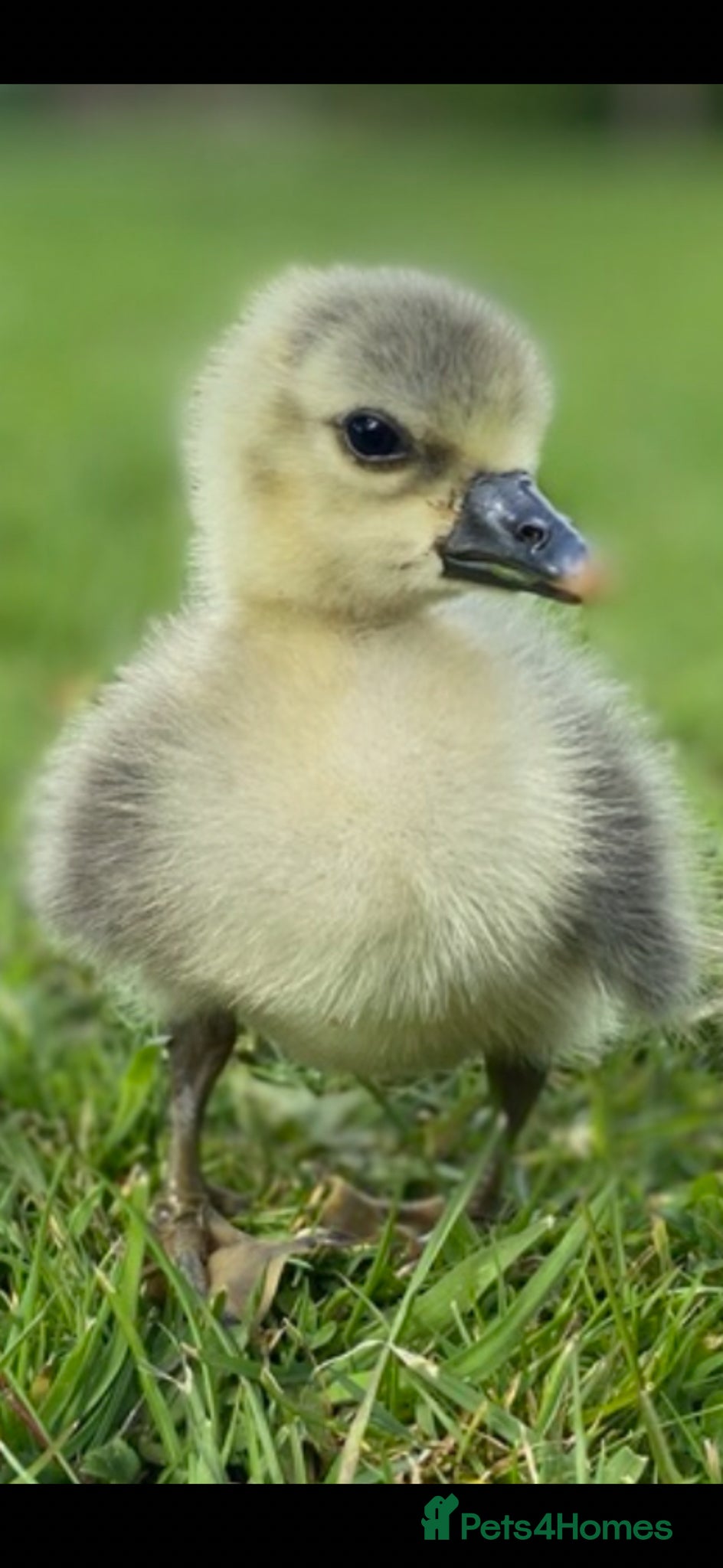 Geese poultry Giant Dewlap Toulouse Goslings x 5 - Advert 1