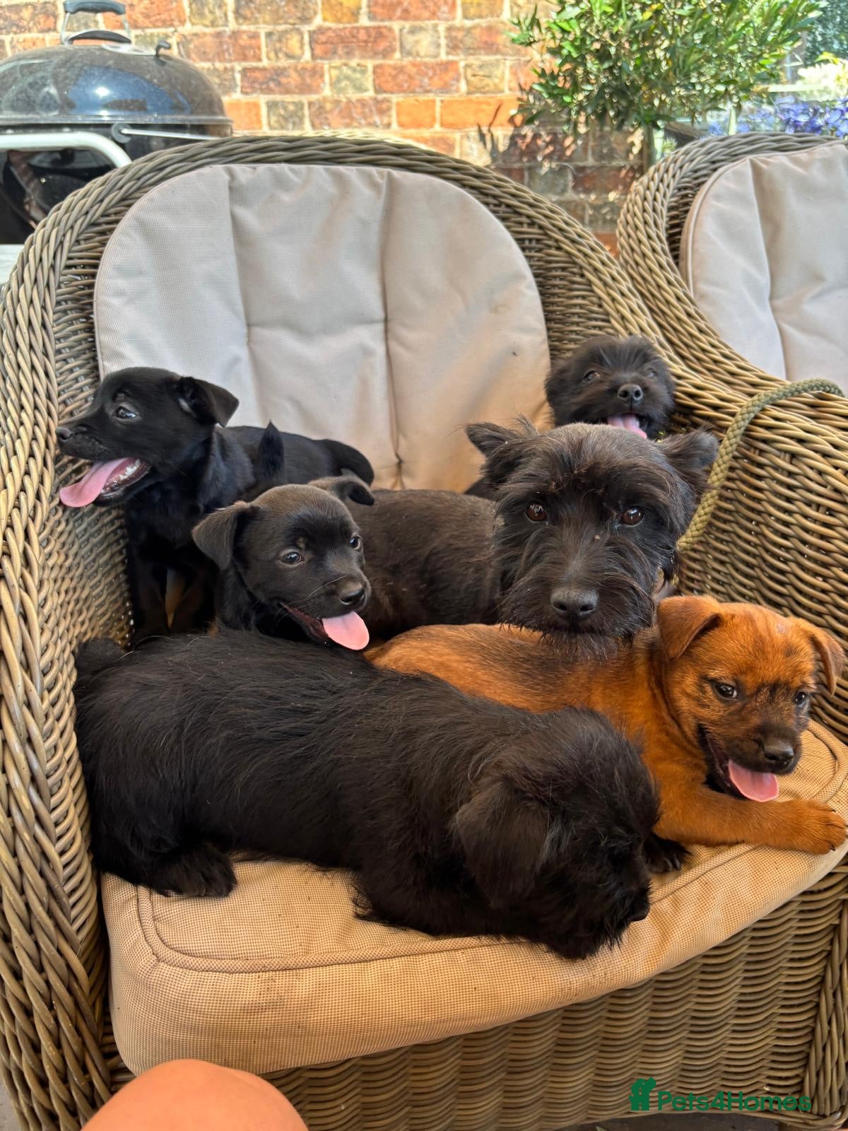 Mixed Breed dogs Cairn x jack russel - Advert 1