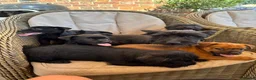 Mixed Breed dogs for sale: Cairn x jack russel in Market Drayton - Advert 1