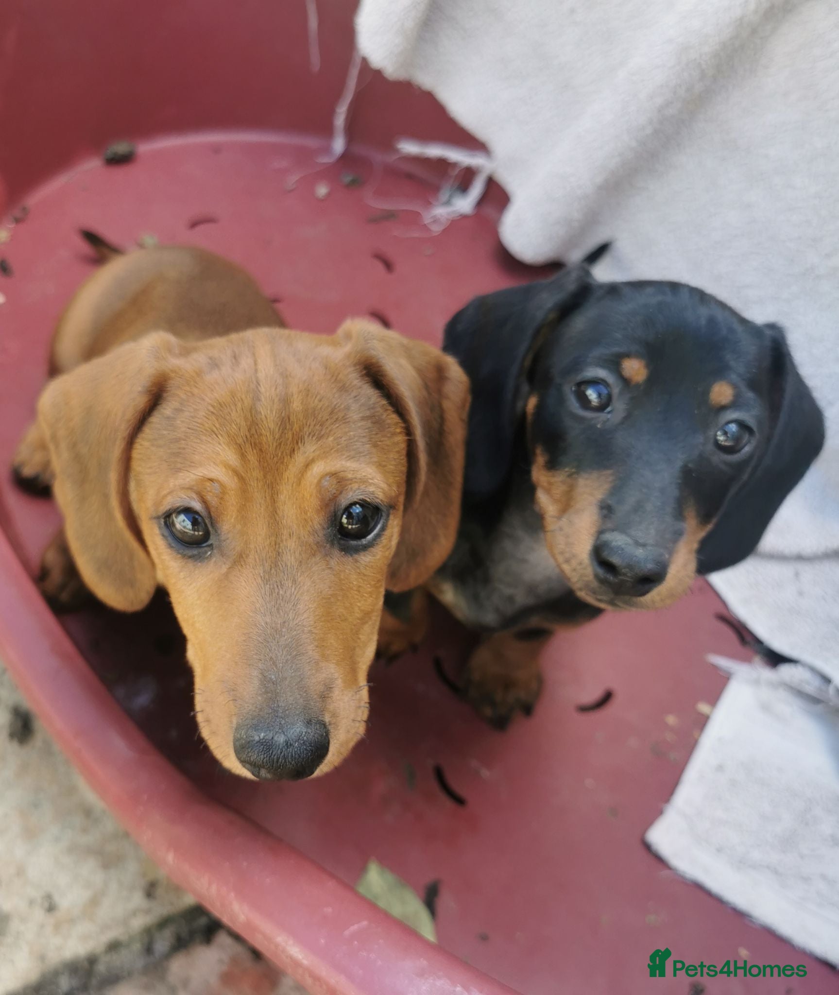 Dachshund dogs  Unusual Playful miniature Dachshound pups  - Advert 1