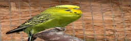 Budgerigars birds for sale: Adult budgies for sale , ready now  - Advert 15