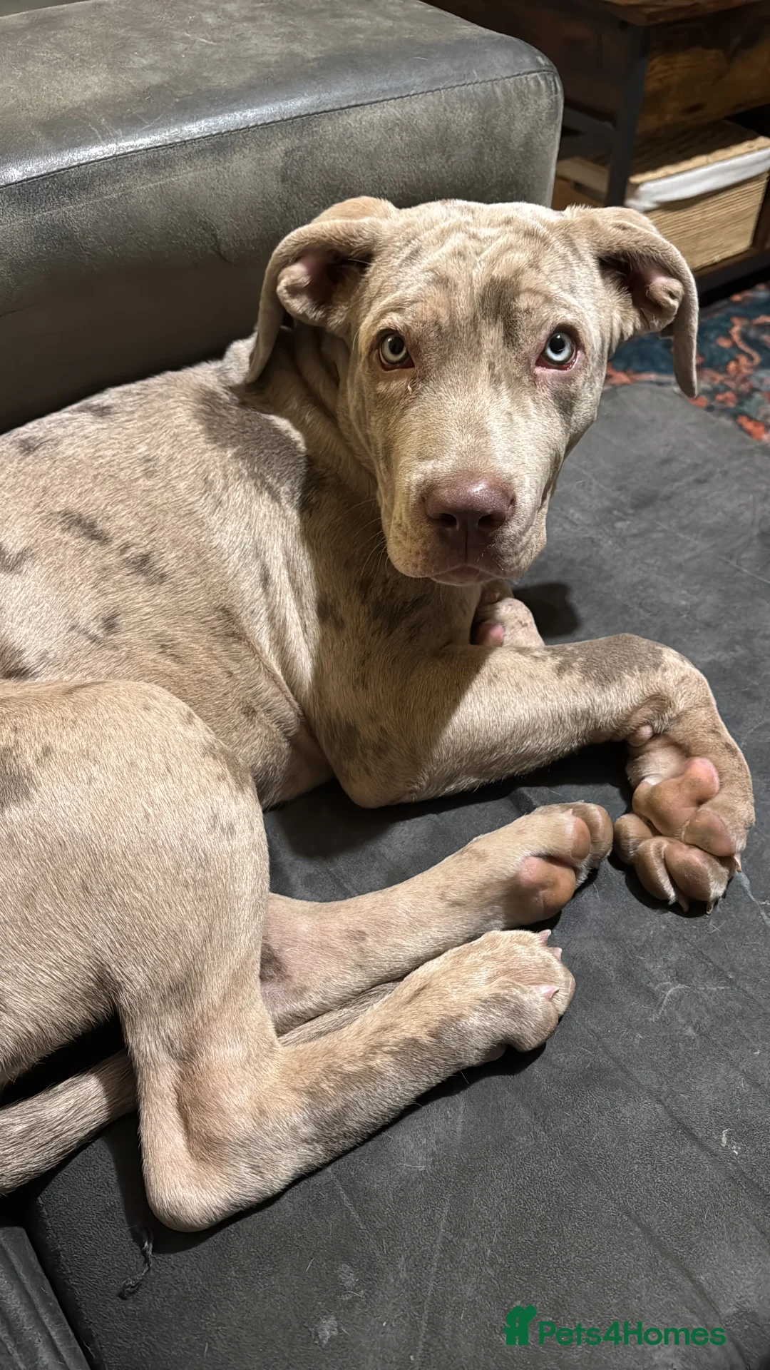 Cane Corso dogs for sale: 5-Month-Old Friendly Puppy Looking for Loving Home - Advert 3