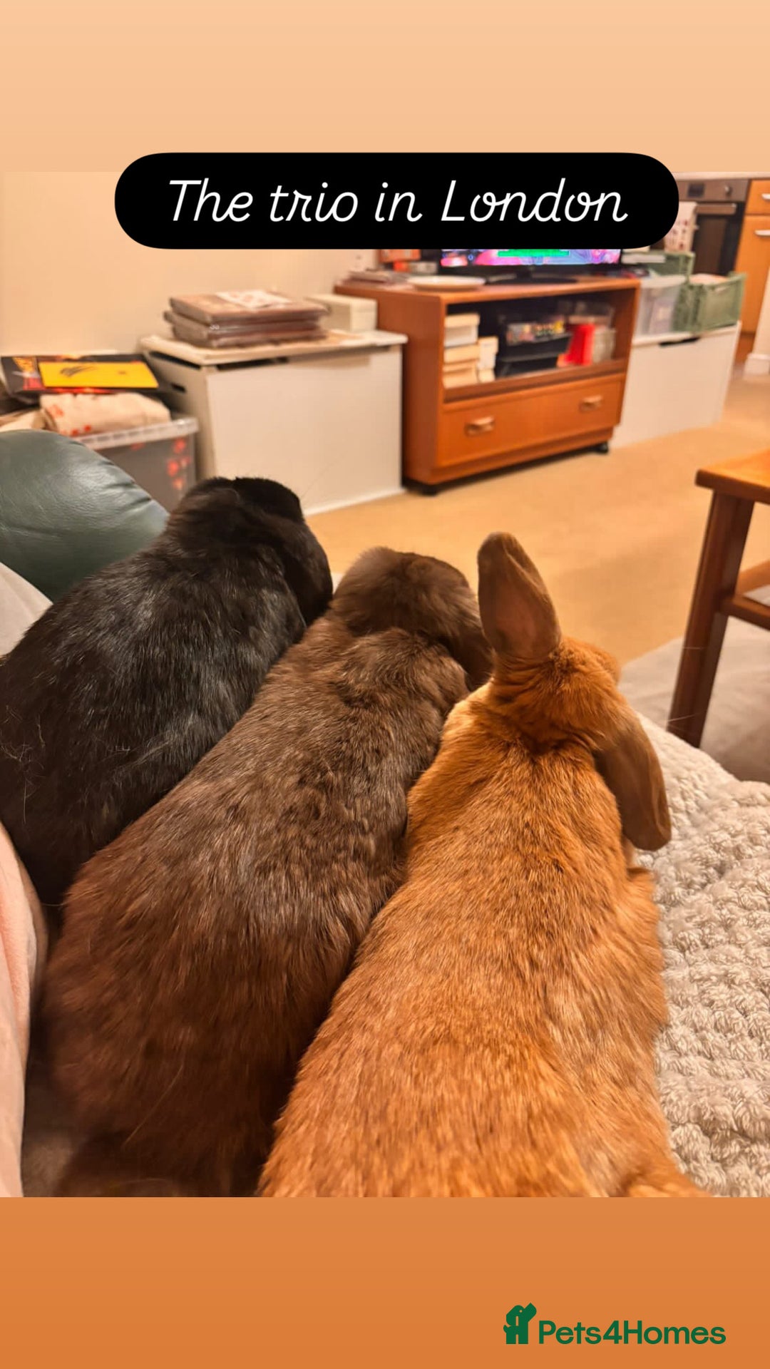 Mini Lop rabbits for sale: Gorgeous Mini Lops  - Advert 27