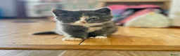 British Shorthair cats for sale: British Shorthair Female Kitten - Advert 10