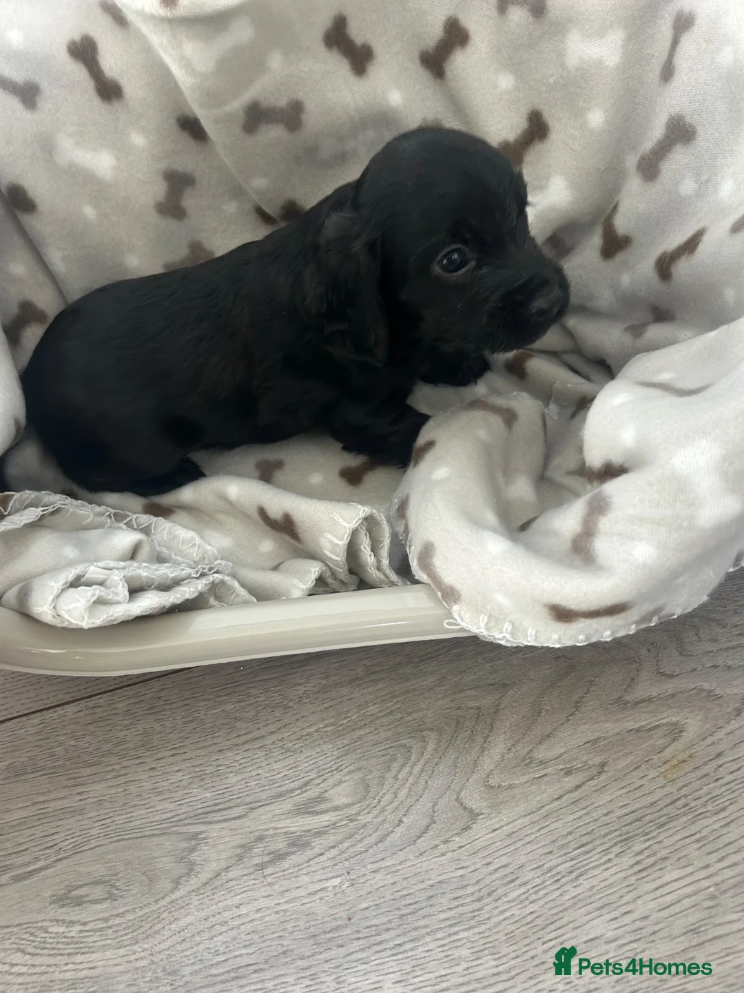 Cocker Spaniel dogs for sale: Cocker spaniel puppies  - Advert 6