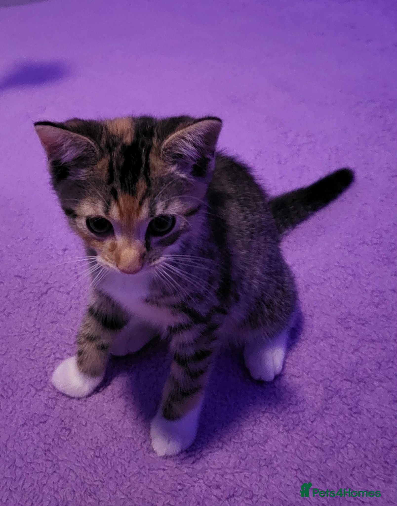 Mixed Breed cats 1 gourgous girl kitten  - Advert 1