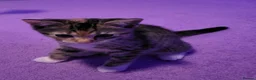 Mixed Breed cats for sale: 1 gourgous girl kitten  in Welling - Advert 5
