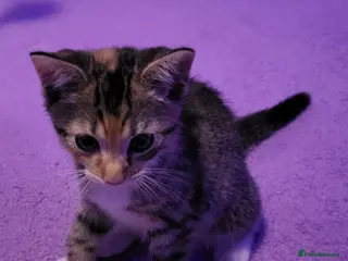 Mixed Breed cats 1 gourgous girl kitten - Advert 1