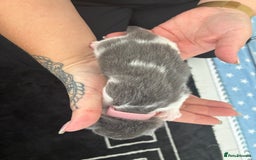 Norwegian Forest Cat cats for sale: Norwegian Forest cat x Scottish straight - Image 9