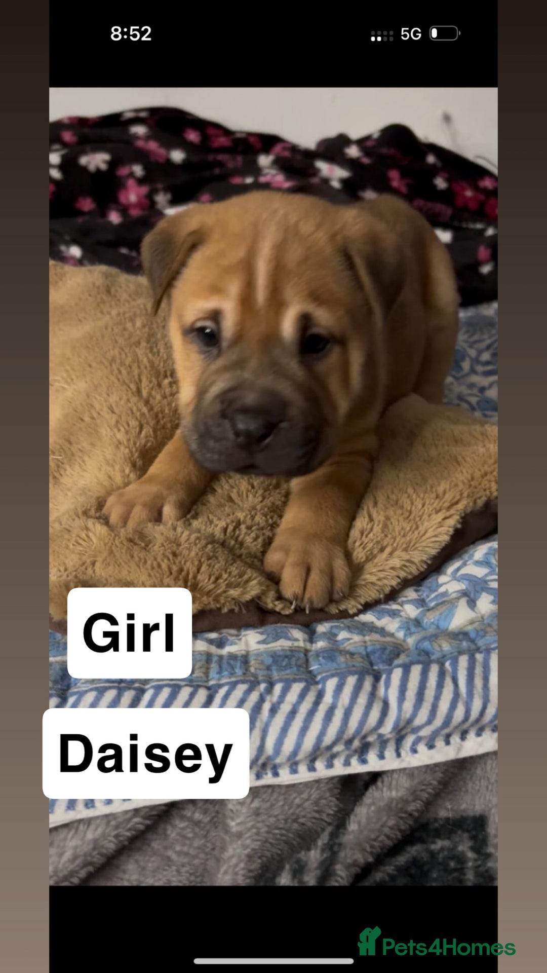 Mixed Breed dogs for sale: Staff/shar pei puppies - Advert 12