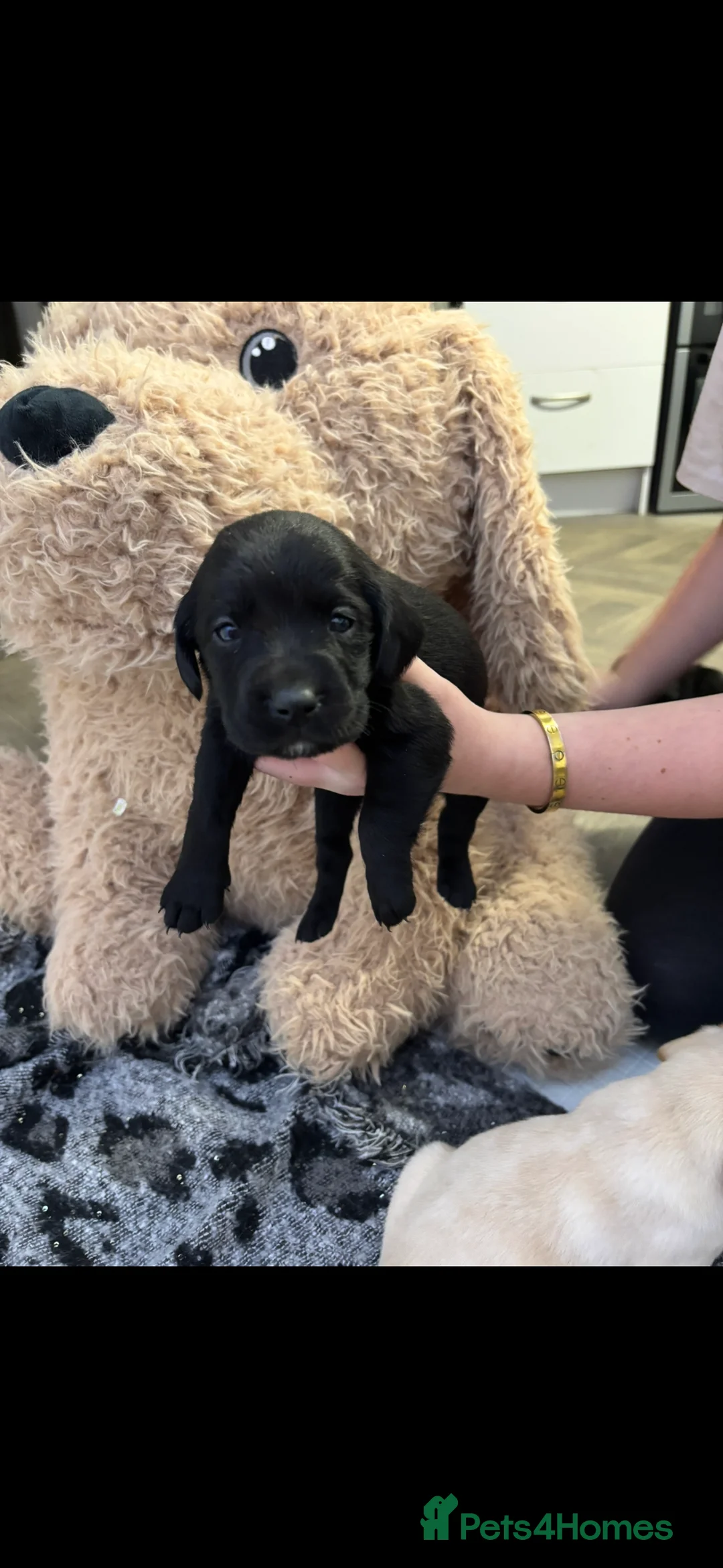Labrador Retriever dogs for sale: Stunning lab pups - Advert 24