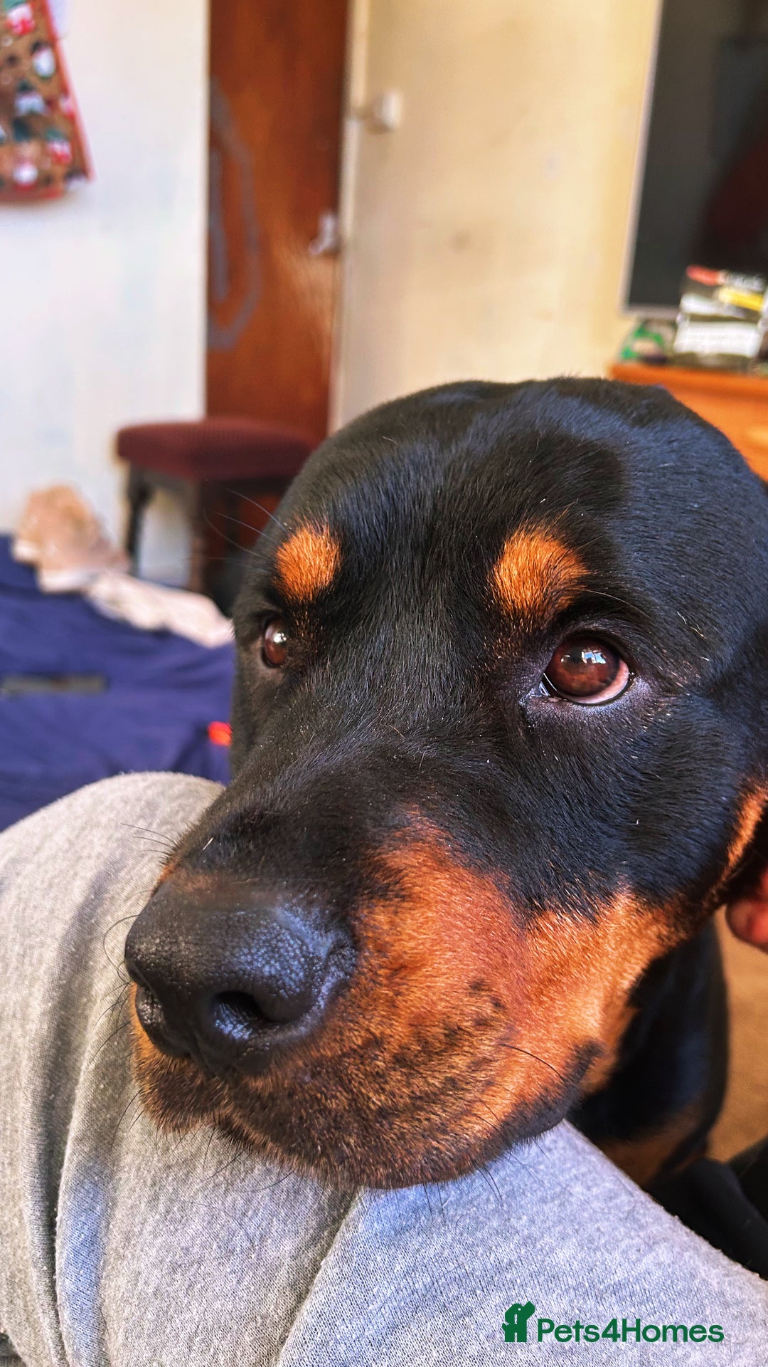 Rottweiler dogs for sale: Chop the Rottweiler  - Advert 2