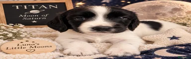 Titan