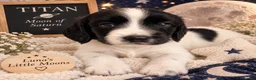 English Springer Spaniel dogs for sale: 🐾 KC Reg Springer Spaniels 🐾 - Advert 16