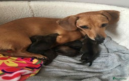 Dachshund dogs for sale: Beautiful miniature dachshund puppies - Image 6