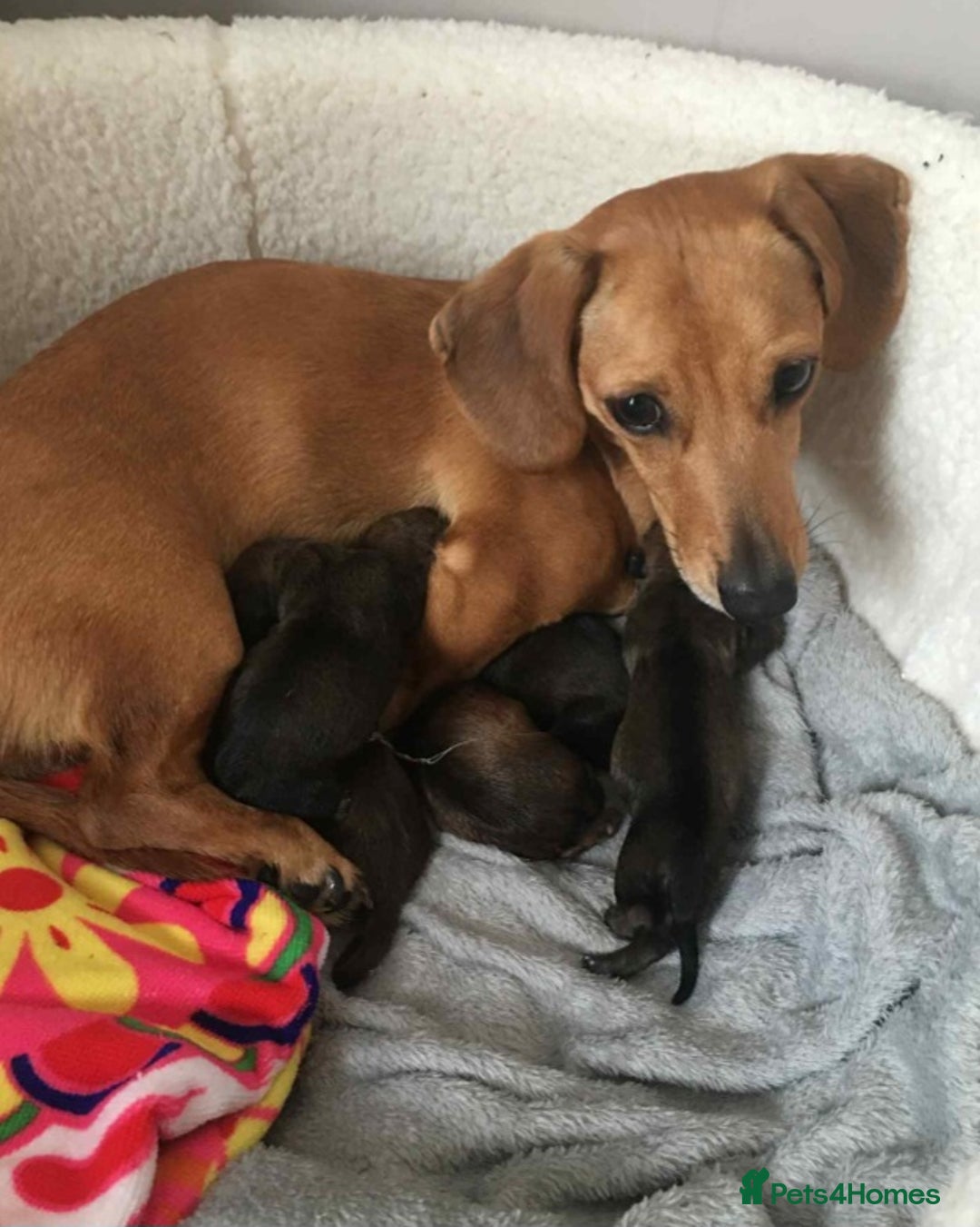 Dachshund dogs for sale: Beautiful miniature dachshund puppies - Image 6