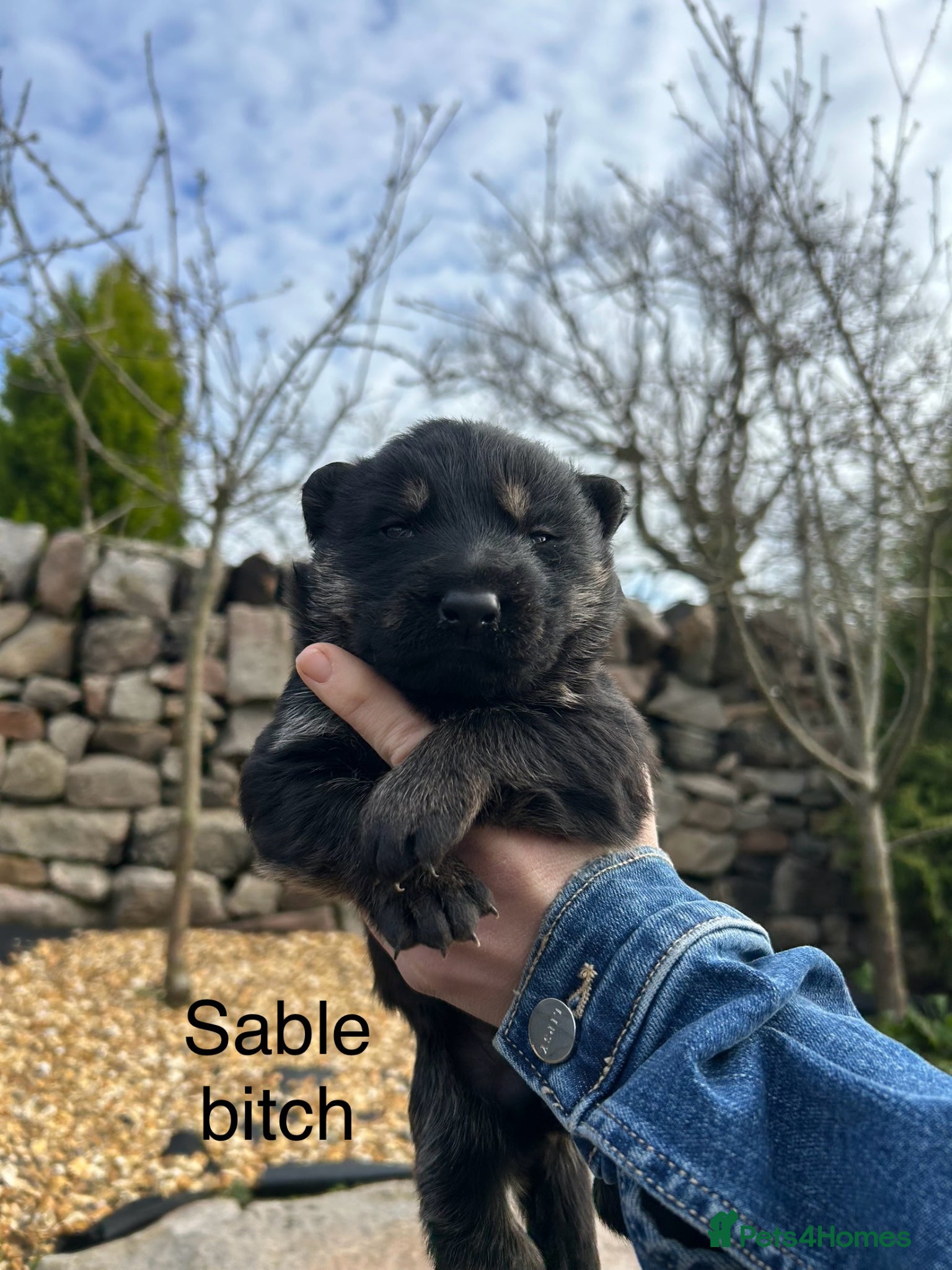 German Shepherd dogs Gorgeous purebred German shepherd puppies - Advert 4