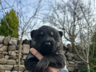 German Shepherd dogs Gorgeous purebred German shepherd puppies - Advert 4