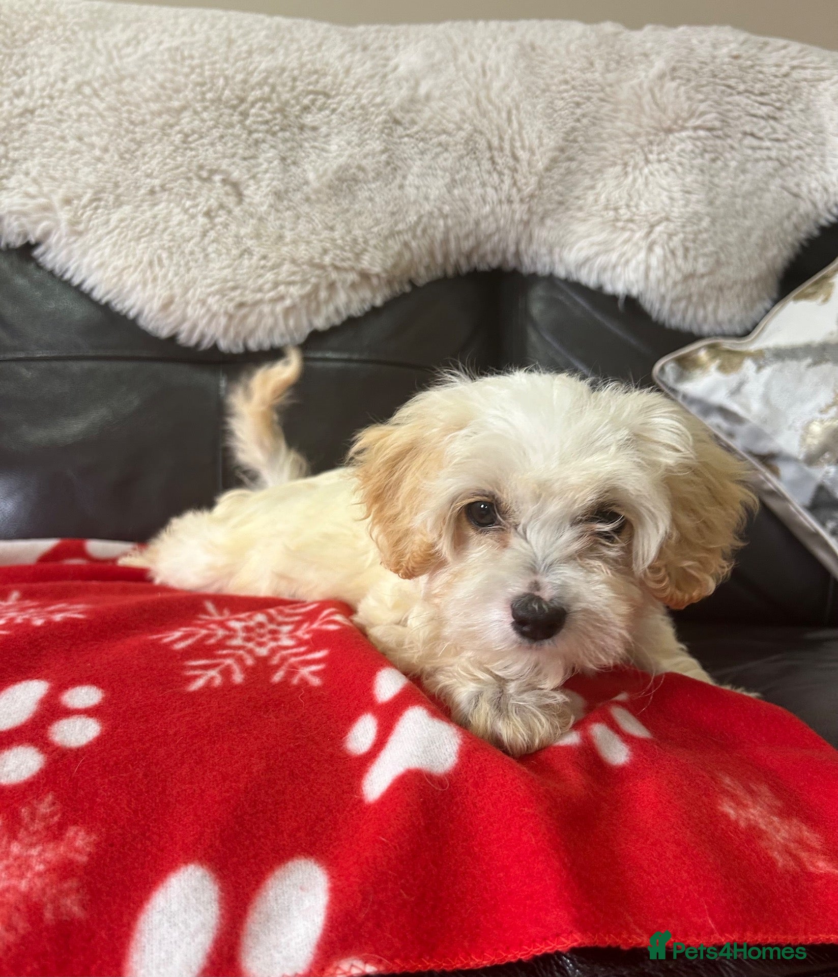Maltipoo dogs Six beautiful maltipoo puppies - Advert 1
