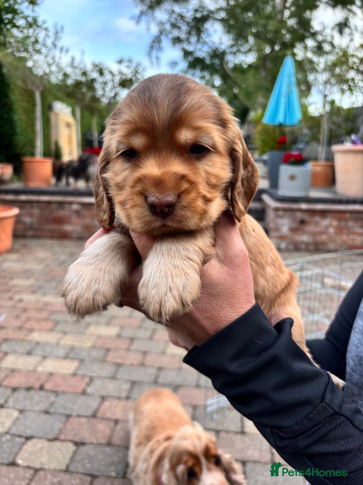 Cocker Spaniel dogs 1 remaining Show cocker spaniels 4th generation - Advert 4