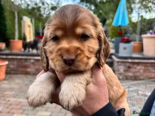 Cocker Spaniel dogs 1 remaining Show cocker spaniels 4th generation - Advert 4