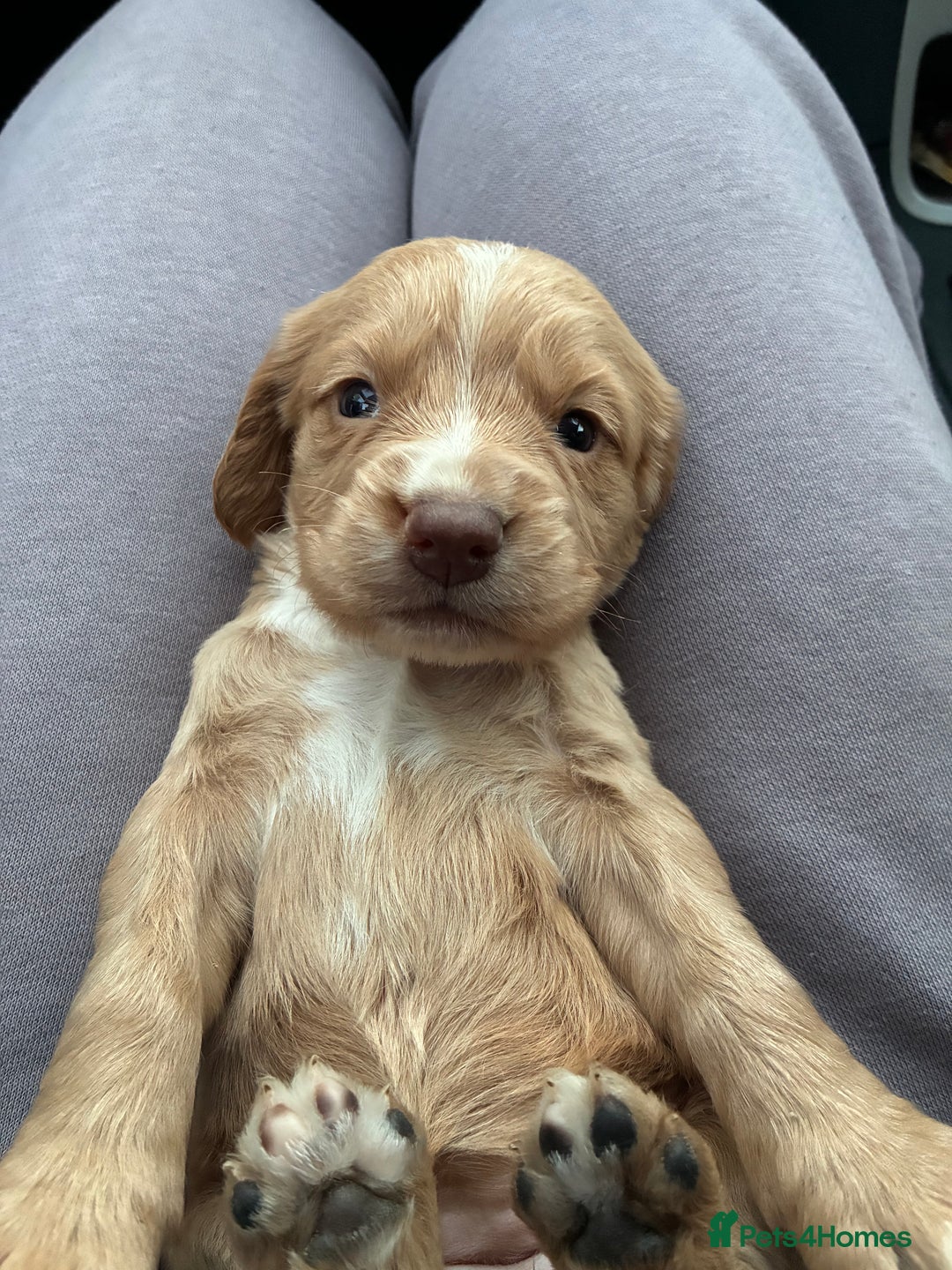 Cocker Spaniel dogs for sale: Cocker spaniel pups - Image 12