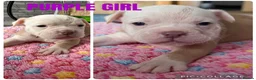 Olde English Bulldogge dogs for sale: READY TO LEAVE 3 old English bulldog  - Advert 26