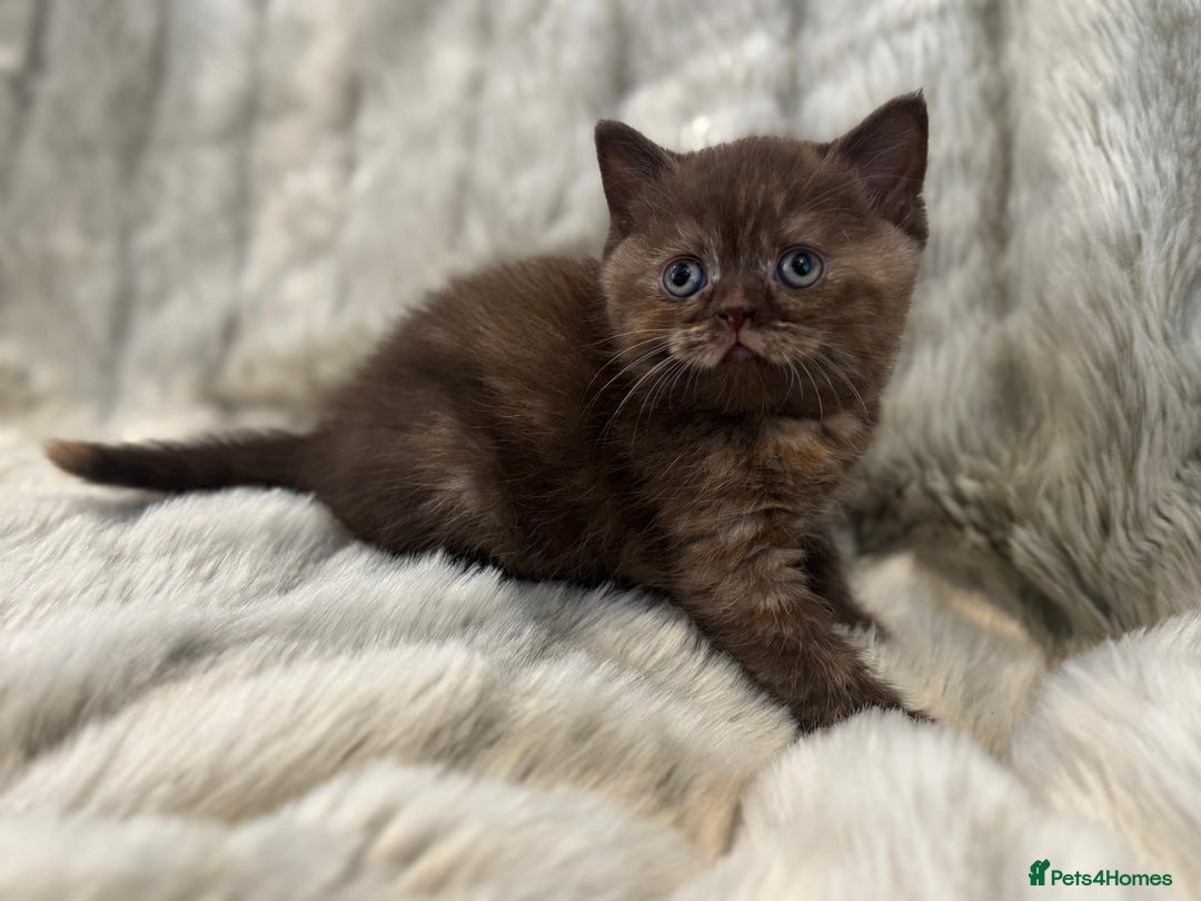 British Shorthair cats for sale: Gccf British Shorthair Kitten last girl available - Advert 19