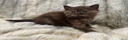 British Shorthair cats for sale: Gccf British Shorthair kitten READY NOW - Advert 20