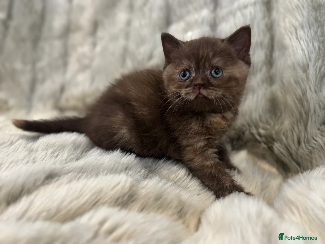 British Shorthair cats for sale: Gccf British Shorthair kitten READY NOW - Advert 20