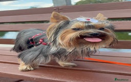 Yorkshire Terrier dogs for stud: 1.8kg miniature KC reg STUD Yorkshire terrier in Caterham - Image 3
