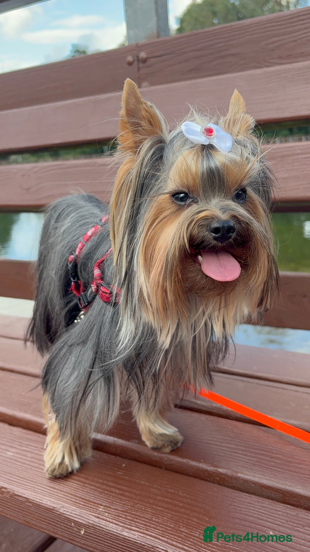Yorkshire Terrier dogs for stud: 1.8kg miniature KC reg STUD Yorkshire terrier in Caterham - Image 3