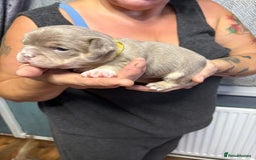 Mixed Breed dogs for sale: Frenchie cross puppy’s (80% frenchie) - Advert 29