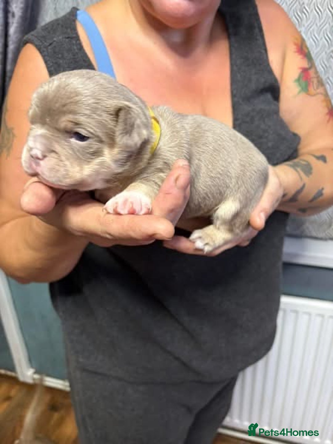 Mixed Breed dogs for sale: Frenchie cross puppy’s (80% frenchie) - Advert 29