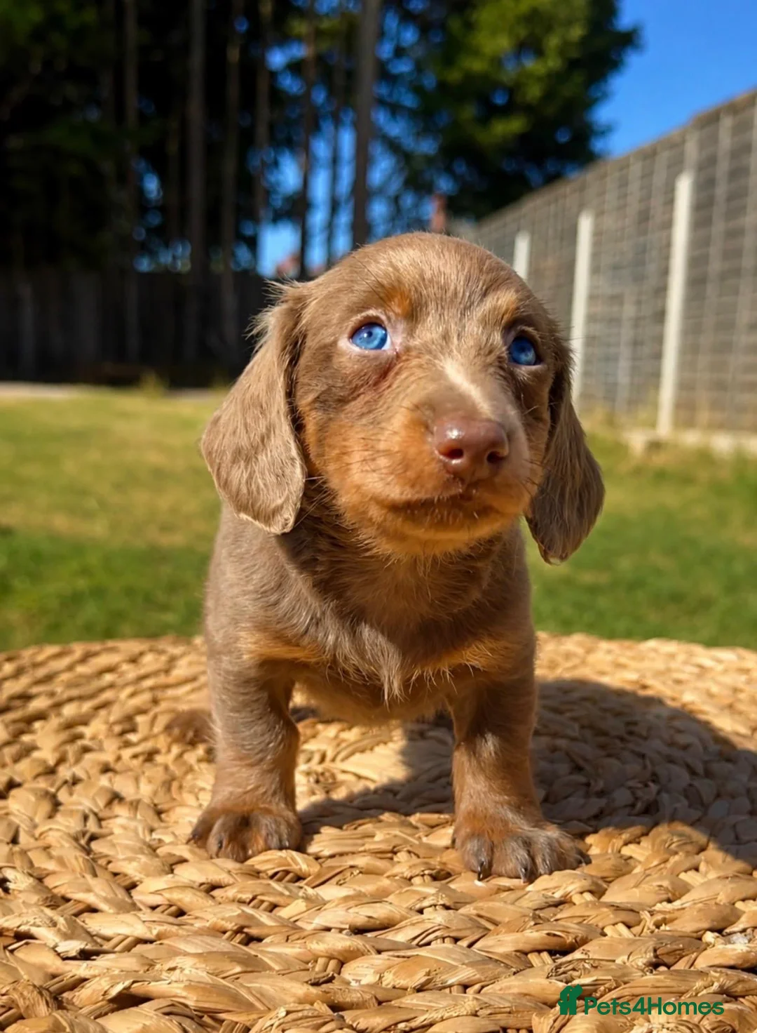 Miniature Dachshund dogs for sale: KC Miniature Dachshund Puppies - Advert 1