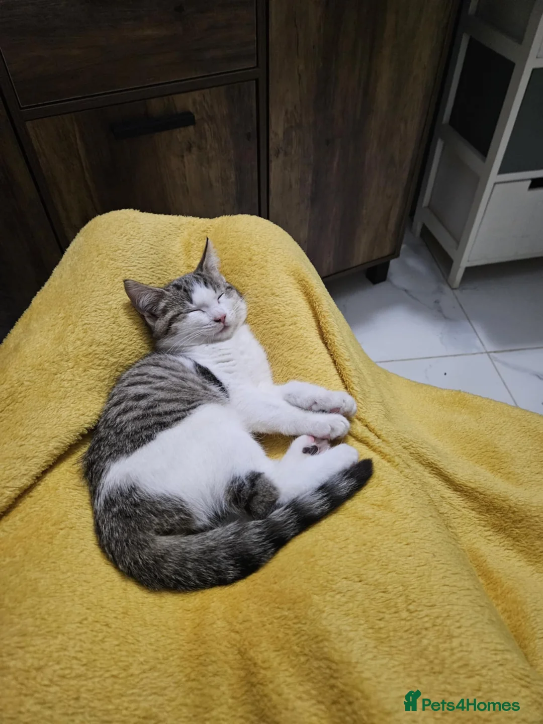 Ragdoll cats for sale: 5 Ragdoll kittens  - Advert 4