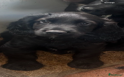 Sprocker dogs for sale: 🐾Beautiful Spaniel looking for a loving home.  in London - Image 1