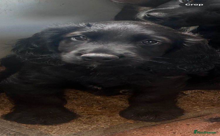 Sprocker dogs in London - Advert 10