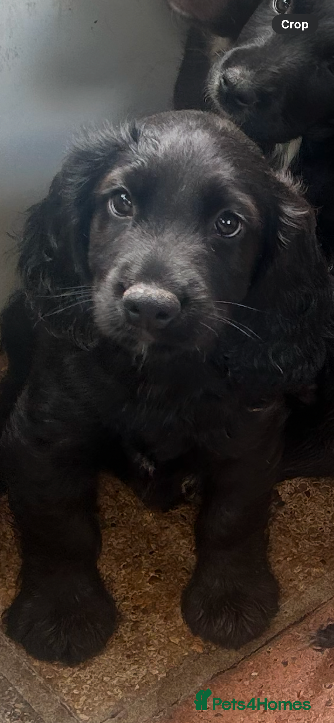 Sprocker dogs for sale: 🐾Beautiful Spaniel looking for a loving home.  in London - Image 1