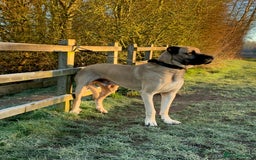 Anatolian Shepherd dogs for sale: Anatolian Shepherd(Malakli) - Image 5