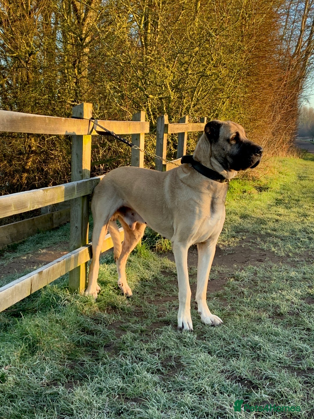 Anatolian Shepherd dogs for sale: Anatolian Shepherd(Malakli) - Image 5