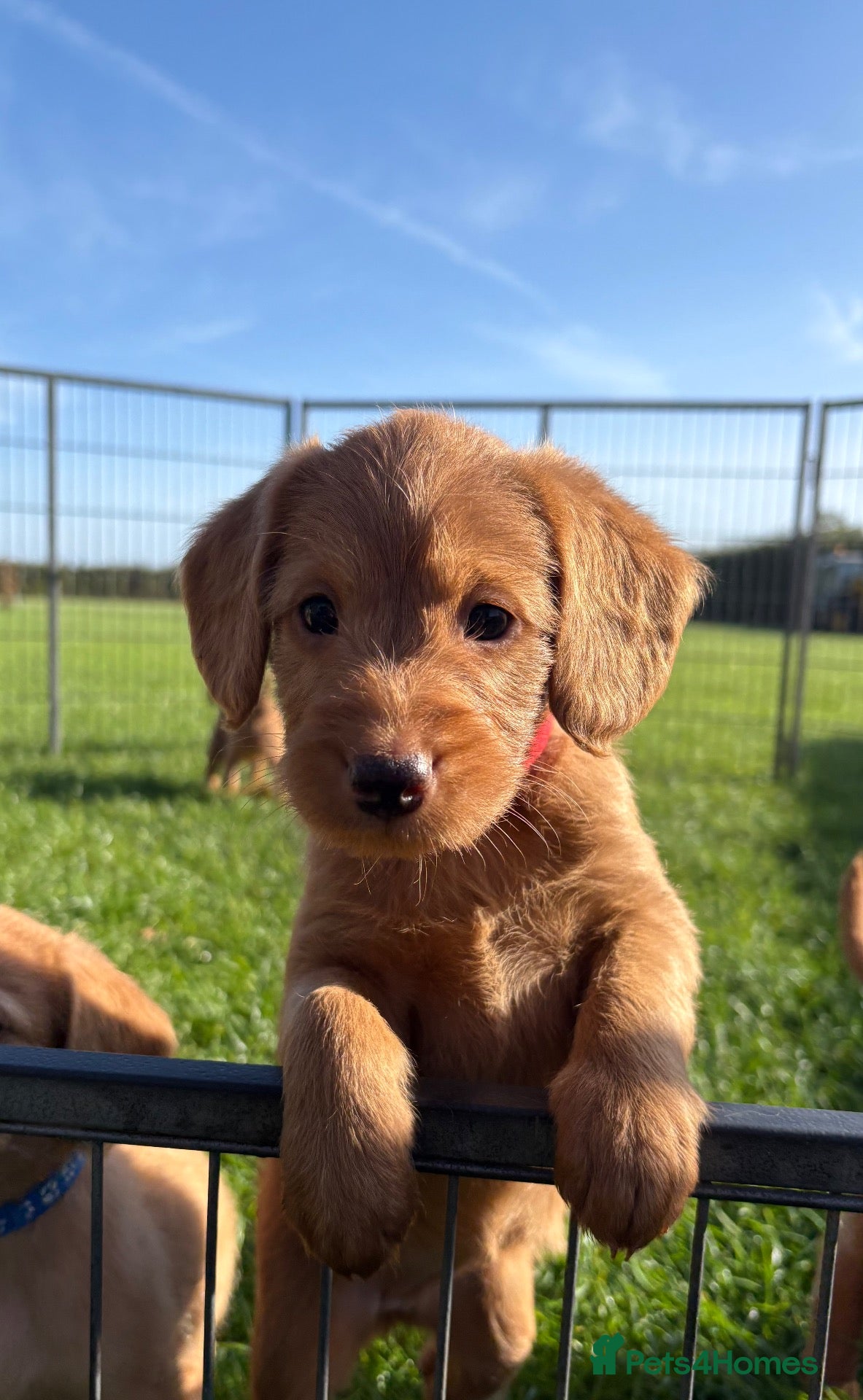 Labradoodle dogs Extensively Health Tested F1 Miniature Labradoodle - Advert 1