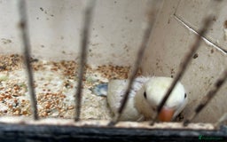 Lovebirds birds for sale: Lovebird for sale, all in good health  - Advert 4