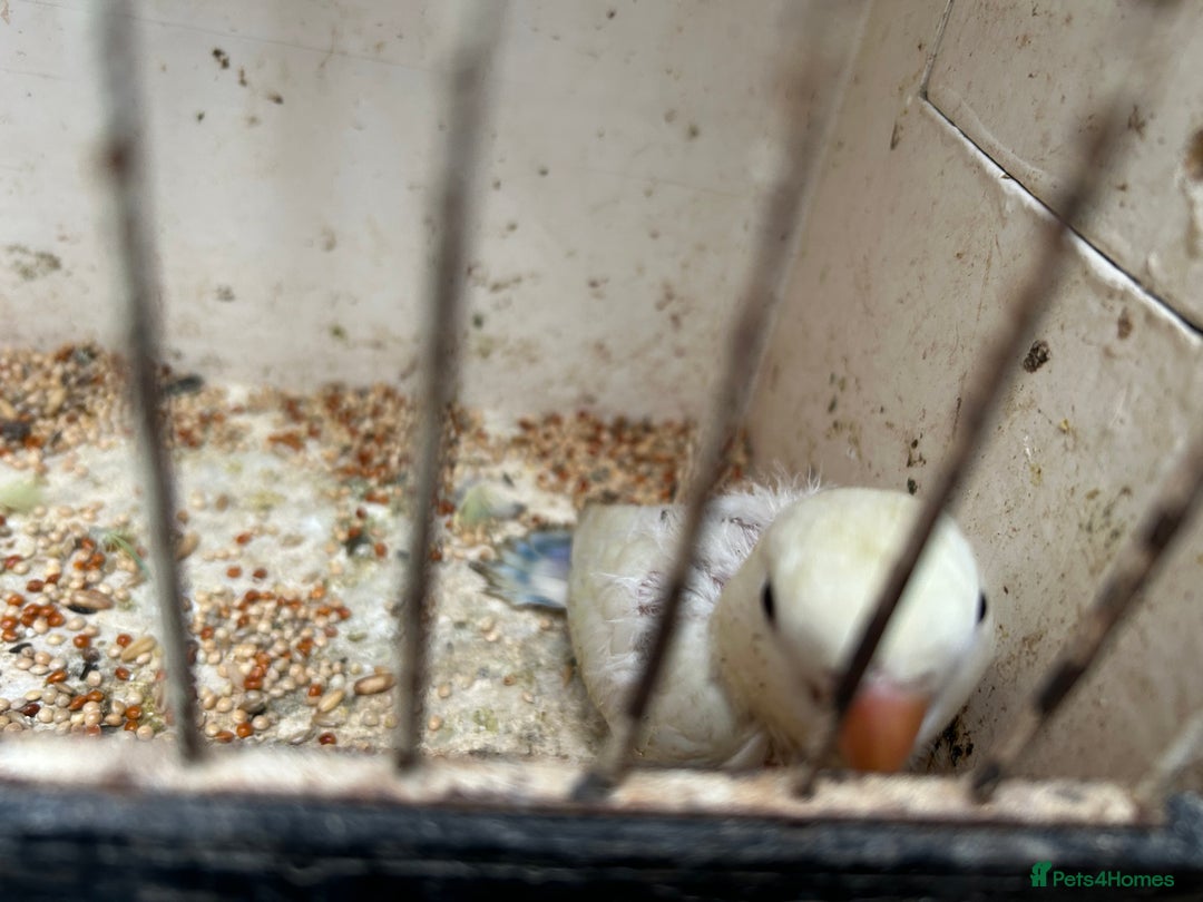 Lovebirds birds for sale: Lovebird for sale, all in good health  - Advert 4