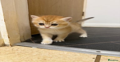 British Shorthair cats - Advert 9