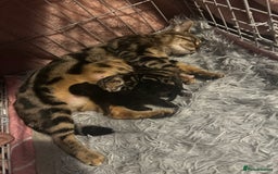 Bengal cats for sale: Bengal Cross - Image 17