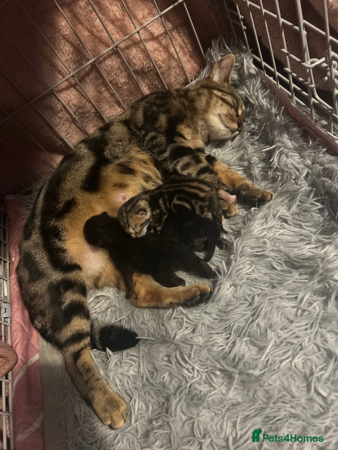 Bengal cats for sale: Bengal Cross - Image 17