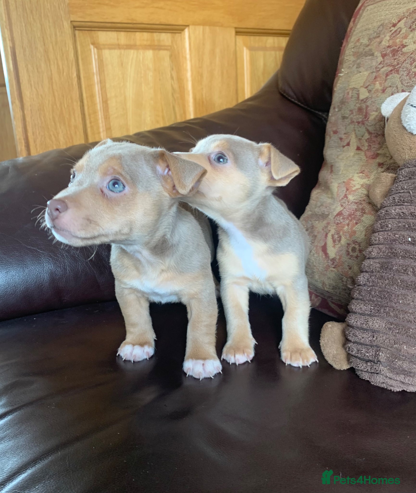 Jack Russell dogs for sale: Fabulous Jack Russell puppies  - Advert 5