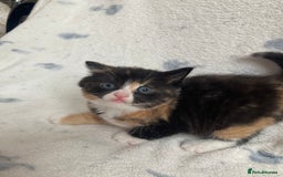 Maine Coon cats for sale: Main coon x  - Image 7