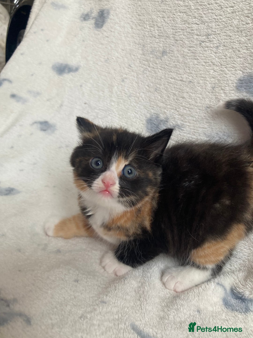 Maine Coon cats for sale: Main coon x  - Image 7